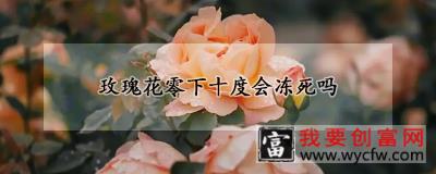 玫瑰花零下十度会冻死吗