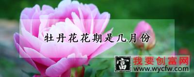 牡丹花花期是几月份