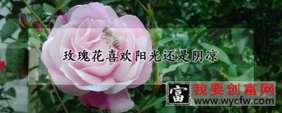 玫瑰花喜欢阳光还是阴凉