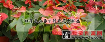 红掌怎么养才能开花更旺盛