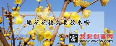 蜡花花枝需要放水吗