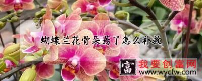 蝴蝶兰花骨朵蔫了怎么补救