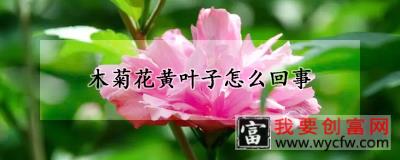 木菊花黄叶子怎么回事