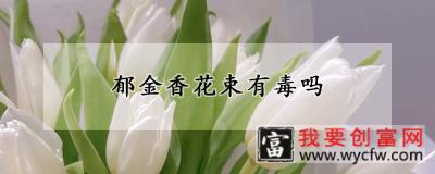 郁金香花束有毒吗