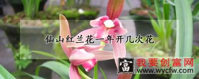 仙山红兰花一年开几次花