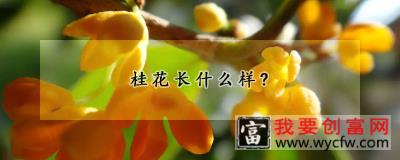 桂花长什么样？