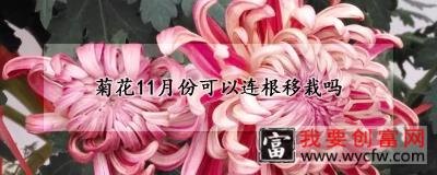 菊花11月份可以连根移栽吗