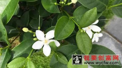 九里香绿植适合室内养吗