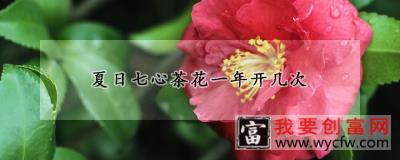 夏日七心茶花一年开几次