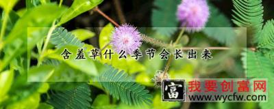 含羞草什么季节会长出来