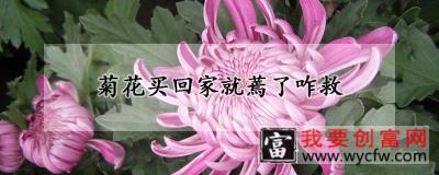 菊花买回家就蔫了咋救