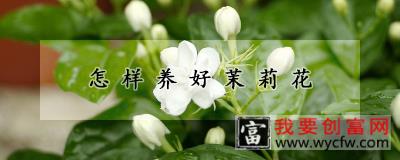 怎样养好茉莉花