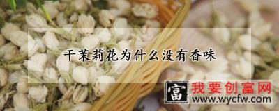 干茉莉花为什么没有香味