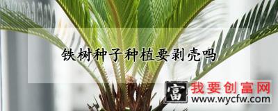 铁树种子种植要剥壳吗