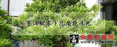 罗汉松零下几度能冻死