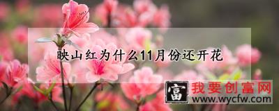 映山红为什么11月份还开花