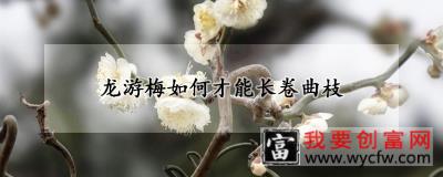 龙游梅如何才能长卷曲枝