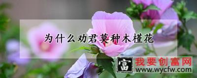 为什么劝君莫种木槿花