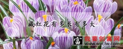 藏红花有多长有多大