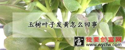 玉树叶子发黄怎么回事