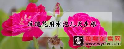 玫瑰花用水泡几天生根