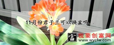 11月份君子兰可以换盆吗