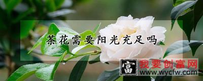 茶花需要阳光充足吗