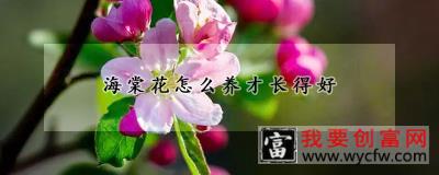 海棠花怎么养才长得好