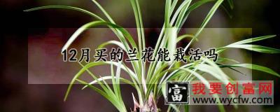 12月买的兰花能栽活吗