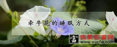 牵牛花的睡眠方式