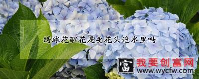 绣球花醒花是要花头泡水里吗