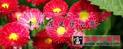 幸福花是什么花