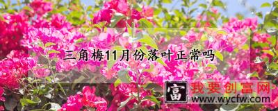 三角梅11月份落叶正常吗