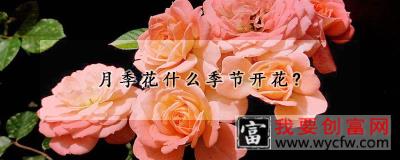 月季花什么季节开花？