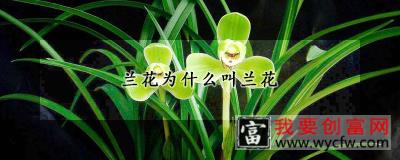 兰花为什么叫兰花