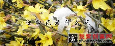 迎雪花是什么花