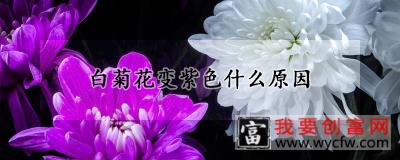 白菊花变紫色什么原因