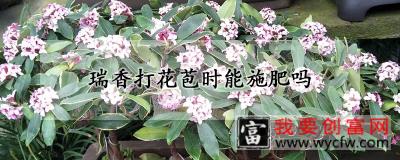 瑞香打花苞时能施肥吗