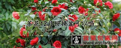 茶花12月份换盆可以吗