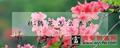 杜鹃花怎么养?