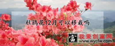 杜鹃花12月可以移栽吗