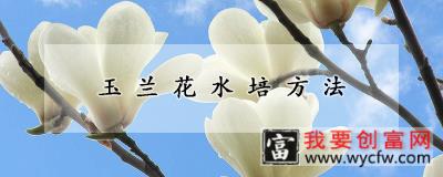 玉兰花水培方法