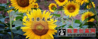 向日葵是被子植物吗