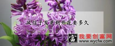 风信子发芽到开花要多久