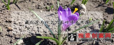 藏红花为什么只长叶子不开花