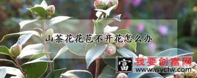 山茶花花苞不开花怎么办