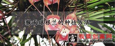 猴面球根兰的种植方法