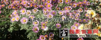 菊花12月可以扦插吗