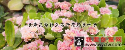 长寿花为什么不开花只长叶子