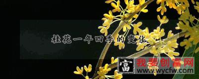 桂花一年四季的变化